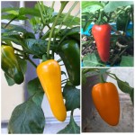 15C0225A-D9DC-4370-9F38-4F608E37498B