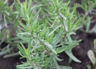 -7069776606718148188_img_5659