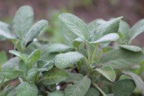 8481291943108183909_img_5662